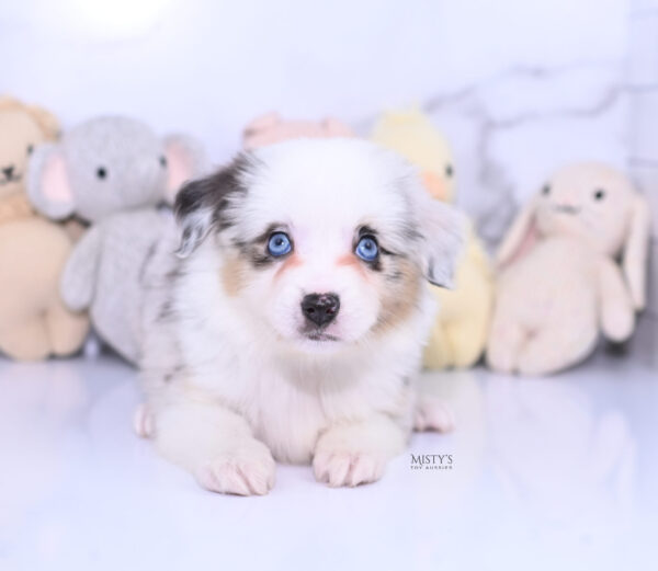 Mini / Toy Australian Shepherd Puppy Nonnie