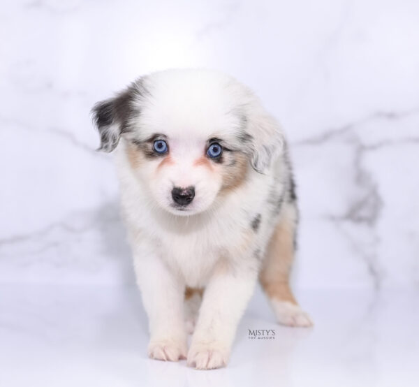 Mini / Toy Australian Shepherd Puppy Nonnie