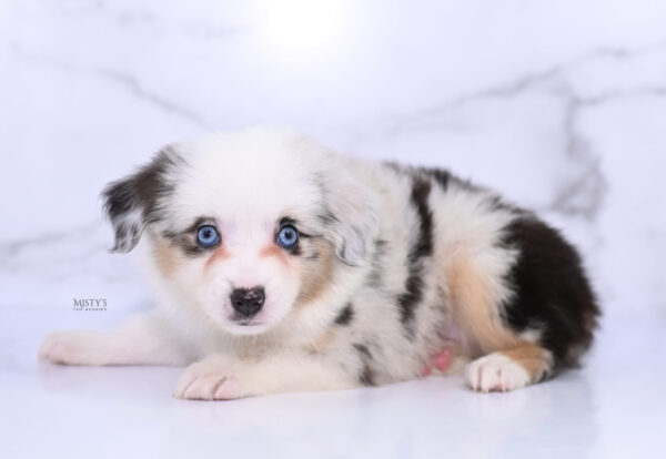 Mini / Toy Australian Shepherd Puppy Nonnie