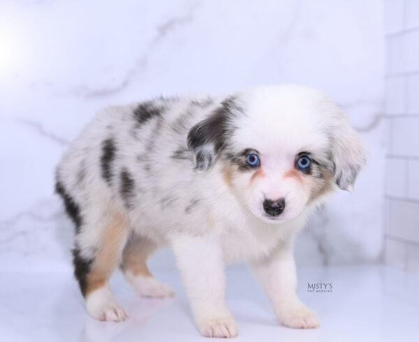 Mini / Toy Australian Shepherd Puppy Nonnie