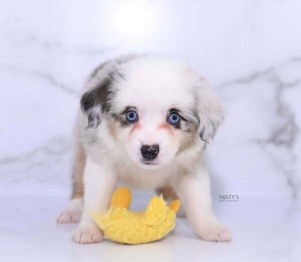 Mini / Toy Australian Shepherd Puppy Nonnie