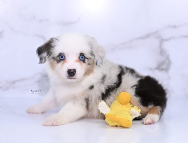 Mini / Toy Australian Shepherd Puppy Nonnie