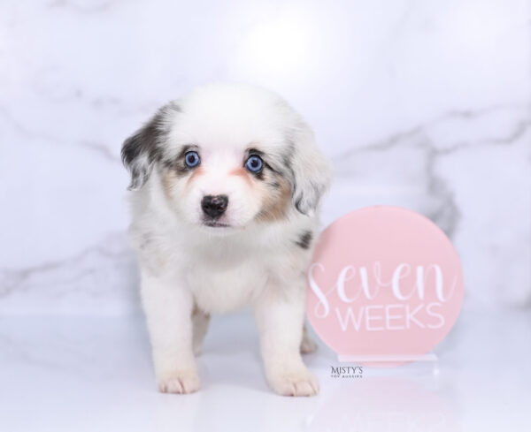 Mini / Toy Australian Shepherd Puppy Nonnie