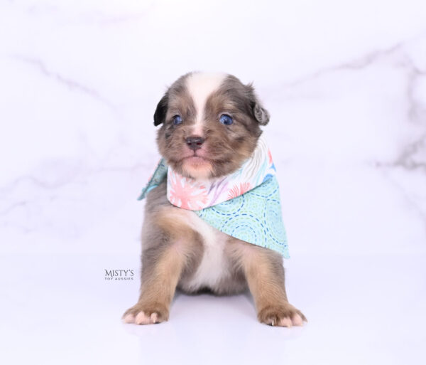 Mini / Toy Australian Shepherd Puppy Rohdi