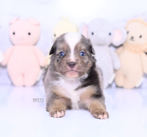 Mini / Toy Australian Shepherd Puppy Rohdi