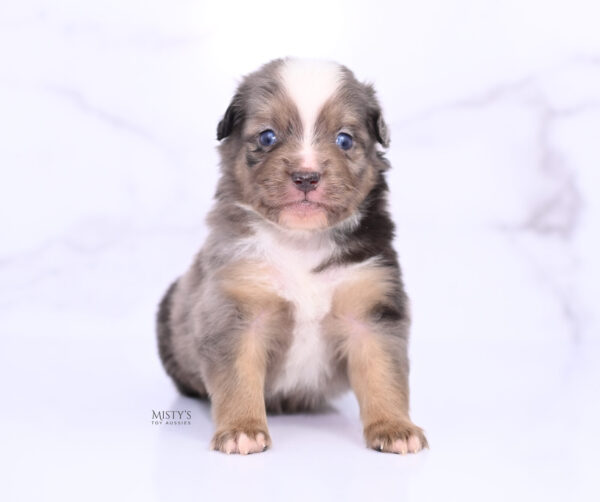 Mini / Toy Australian Shepherd Puppy Rohdi