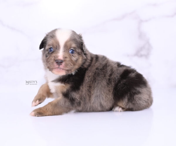 Mini / Toy Australian Shepherd Puppy Rohdi