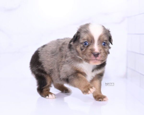 Mini / Toy Australian Shepherd Puppy Rohdi