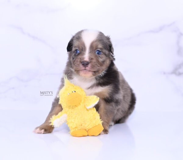 Mini / Toy Australian Shepherd Puppy Rohdi