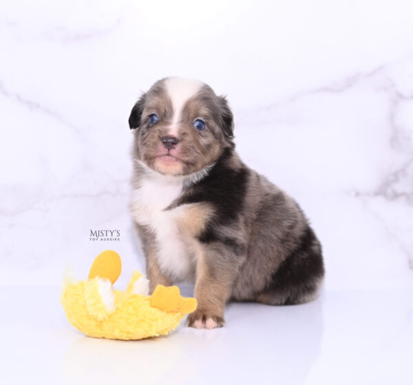 Mini / Toy Australian Shepherd Puppy Rohdi