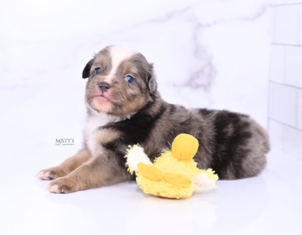 Mini / Toy Australian Shepherd Puppy Rohdi