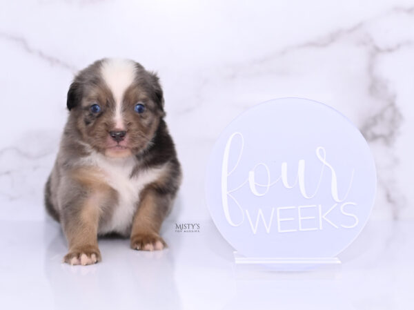 Mini / Toy Australian Shepherd Puppy Rohdi