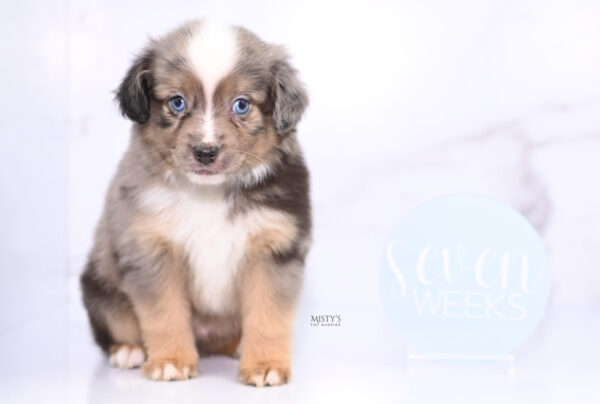 Mini / Toy Australian Shepherd Puppy Rohdi