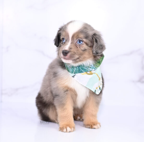 Mini / Toy Australian Shepherd Puppy Rohdi