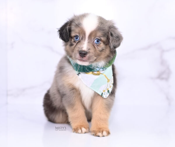 Mini / Toy Australian Shepherd Puppy Rohdi