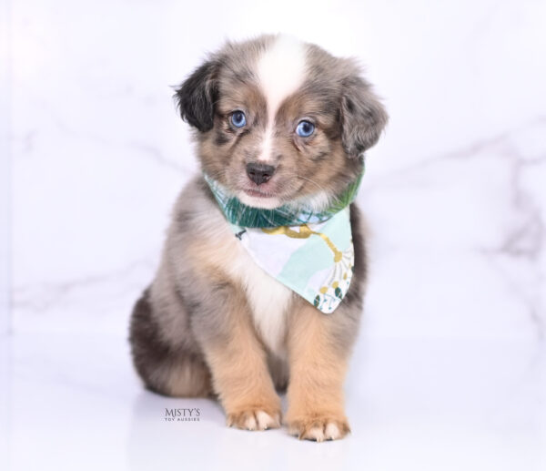 Mini / Toy Australian Shepherd Puppy Rohdi