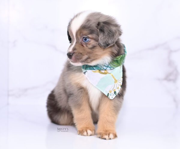 Mini / Toy Australian Shepherd Puppy Rohdi