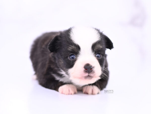 Mini / Toy Australian Shepherd Puppy Sunday