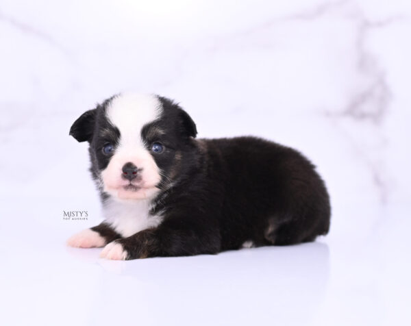 Mini / Toy Australian Shepherd Puppy Sunday