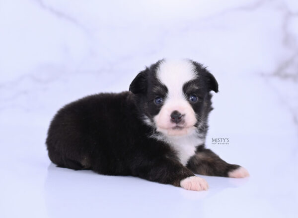 Mini / Toy Australian Shepherd Puppy Sunday