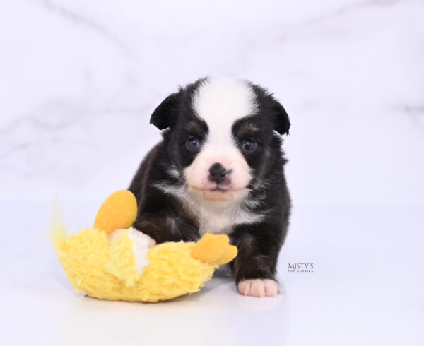 Mini / Toy Australian Shepherd Puppy Sunday