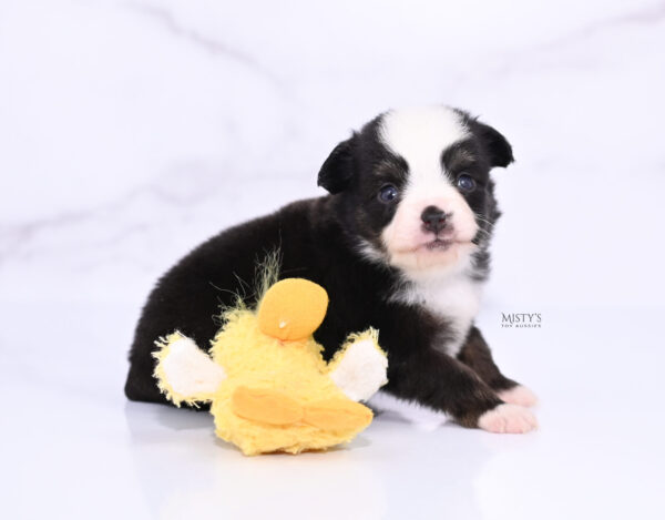 Mini / Toy Australian Shepherd Puppy Sunday