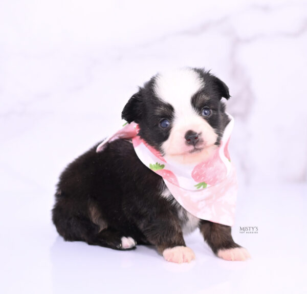 Mini / Toy Australian Shepherd Puppy Sunday