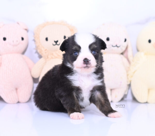 Mini / Toy Australian Shepherd Puppy Sunday