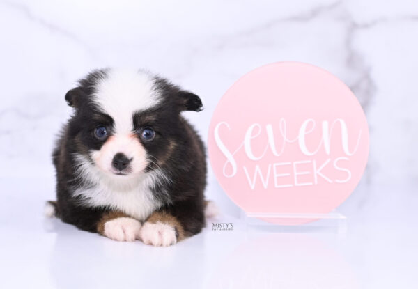 Mini / Toy Australian Shepherd Puppy Sunday