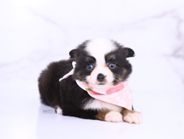 Mini / Toy Australian Shepherd Puppy Sunday