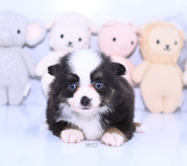 Mini / Toy Australian Shepherd Puppy Sunday