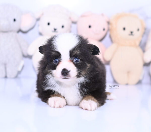 Mini / Toy Australian Shepherd Puppy Sunday