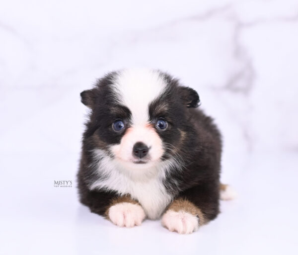 Mini / Toy Australian Shepherd Puppy Sunday