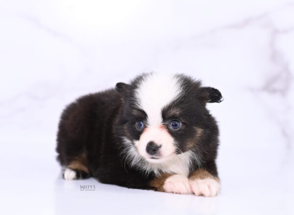 Mini / Toy Australian Shepherd Puppy Sunday