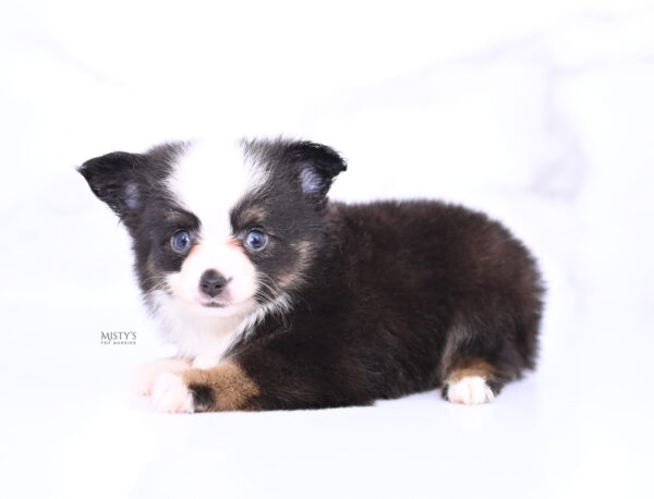 Mini / Toy Australian Shepherd Puppy Sunday