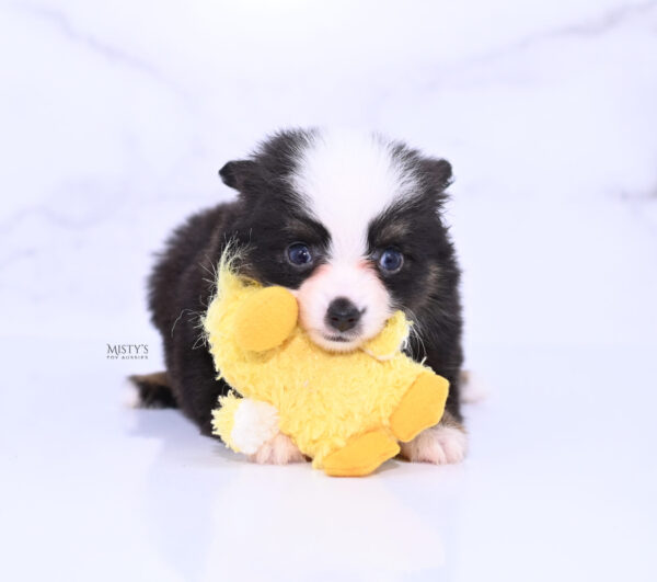 Mini / Toy Australian Shepherd Puppy Sunday