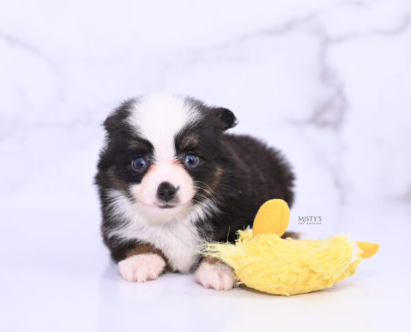 Mini / Toy Australian Shepherd Puppy Sunday