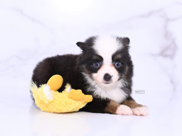 Mini / Toy Australian Shepherd Puppy Sunday