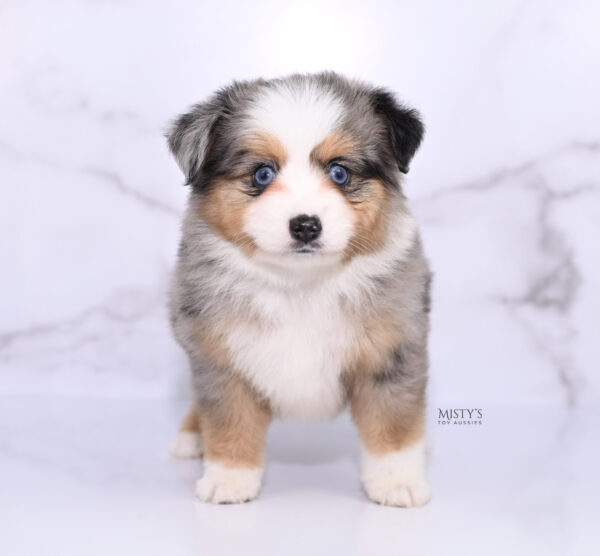 Mini / Toy Australian Shepherd Puppy Surf