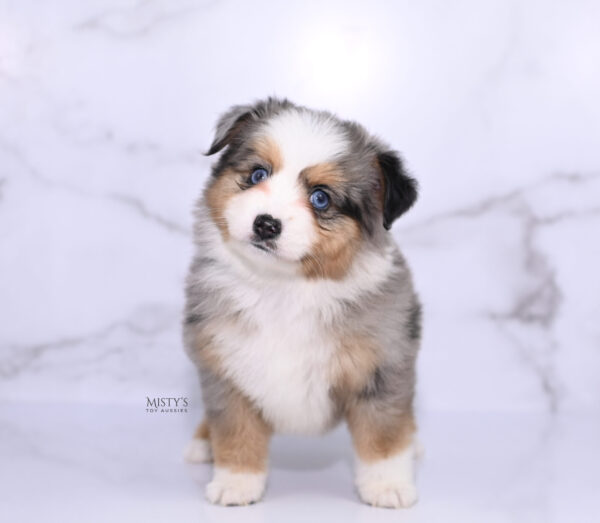 Mini / Toy Australian Shepherd Puppy Surf