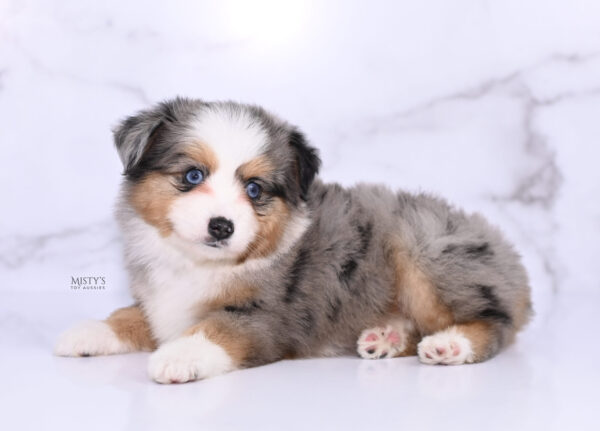 Mini / Toy Australian Shepherd Puppy Surf