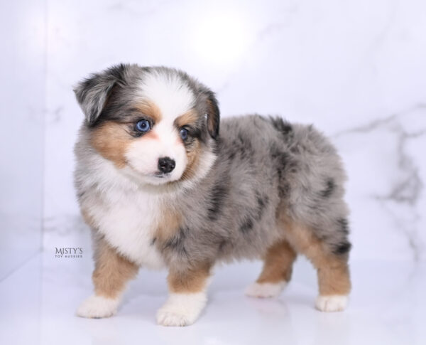 Mini / Toy Australian Shepherd Puppy Surf