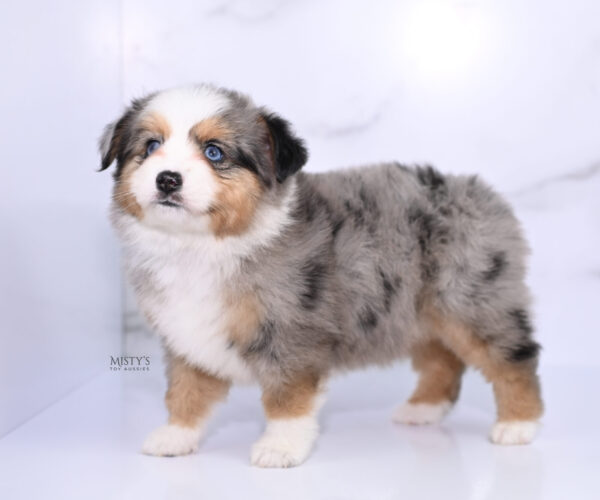 Mini / Toy Australian Shepherd Puppy Surf