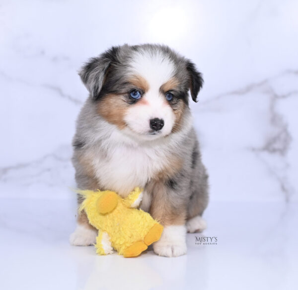 Mini / Toy Australian Shepherd Puppy Surf