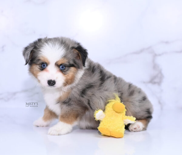 Mini / Toy Australian Shepherd Puppy Surf