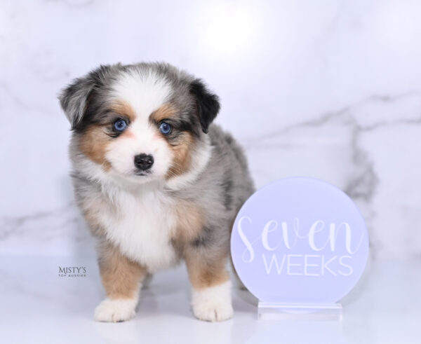 Mini / Toy Australian Shepherd Puppy Surf