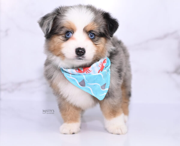 Mini / Toy Australian Shepherd Puppy Surf