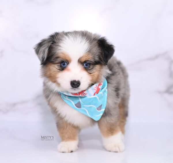 Mini / Toy Australian Shepherd Puppy Surf