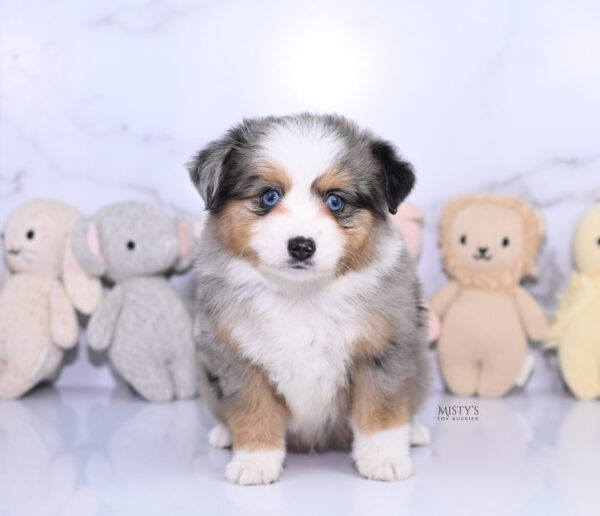 Mini / Toy Australian Shepherd Puppy Surf