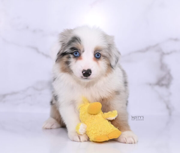 Mini / Toy Australian Shepherd Puppy Tierney